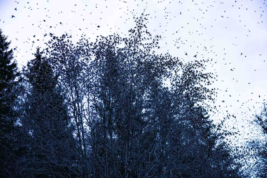 Bergfinken machen Zwischenstation in den Bäumen auf den Bühwiesen bevor der eigentliche Schlafplatz angeflogen wird. 5. März 2023