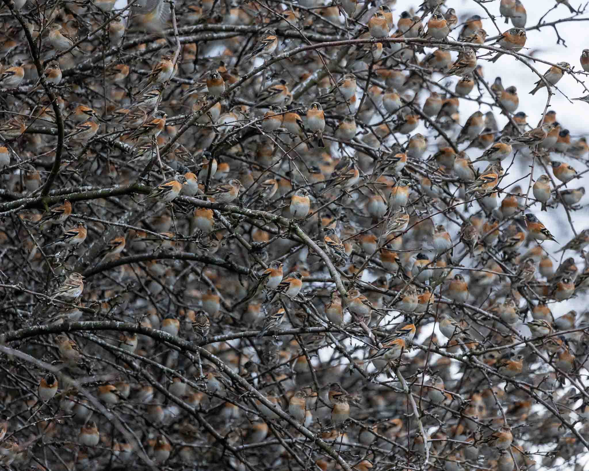 Ein dichtes Gedränge von Bergfinken auf einem Busch.