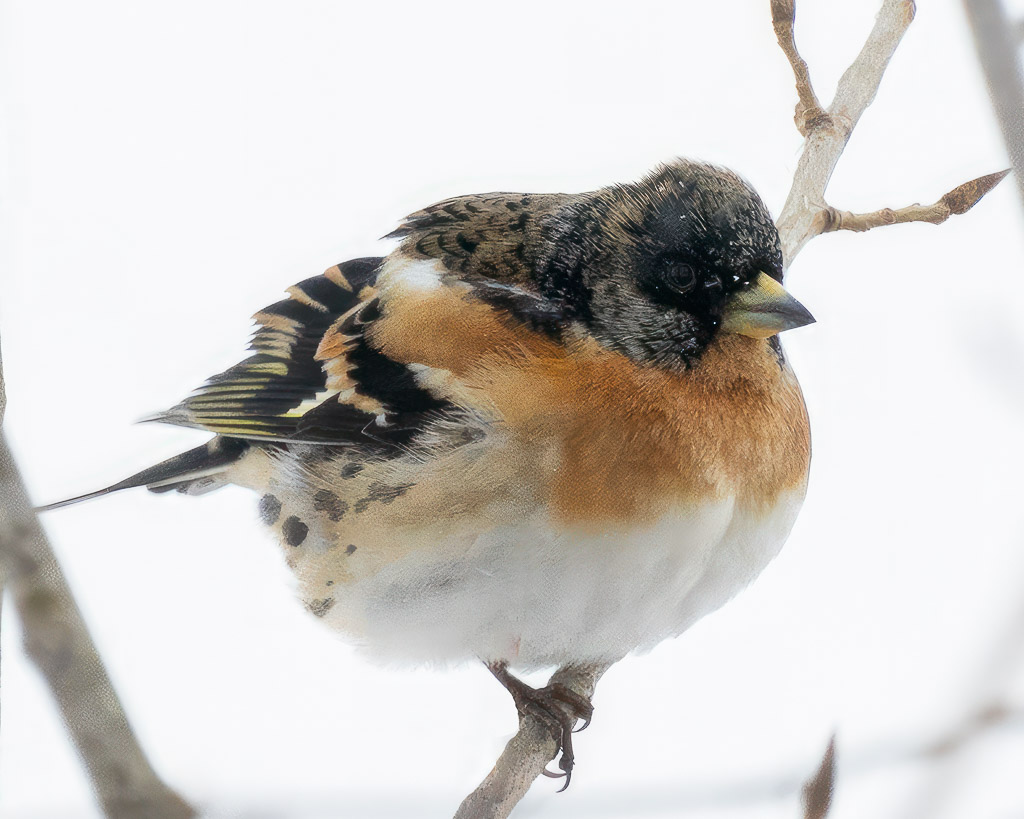 Ein schönes Bergfinken-Männchen im Winter sitzt auf einem Ast. 