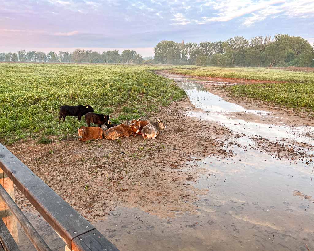 Rinder liegen in der Flutrinne im Biotop Leineaue am Flüthewehr