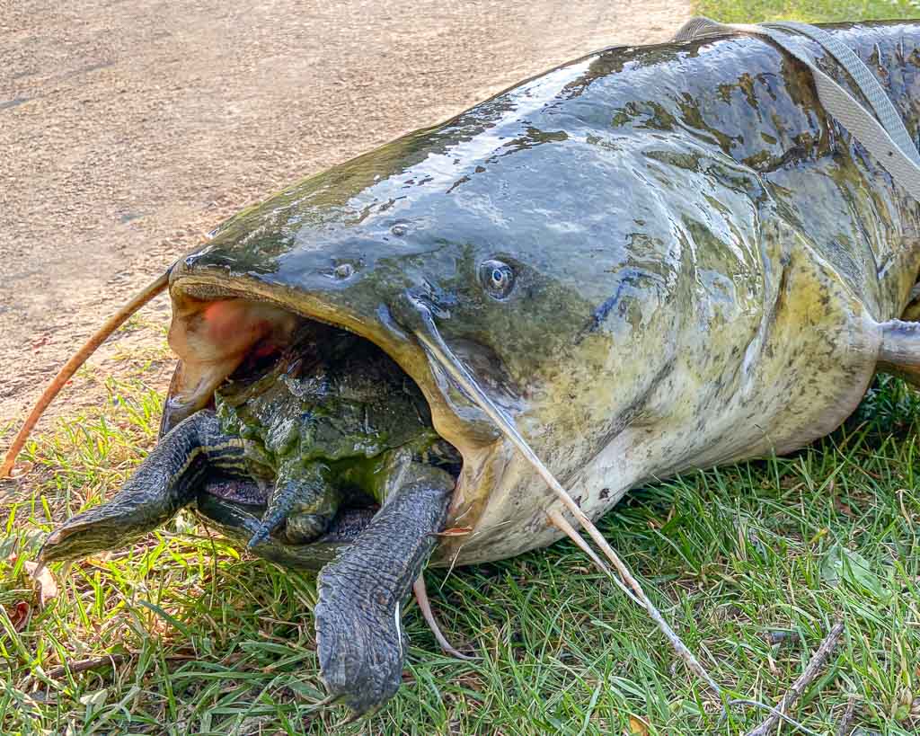Ein riesiger Wels hat eine Schildkröte verschluckt. 