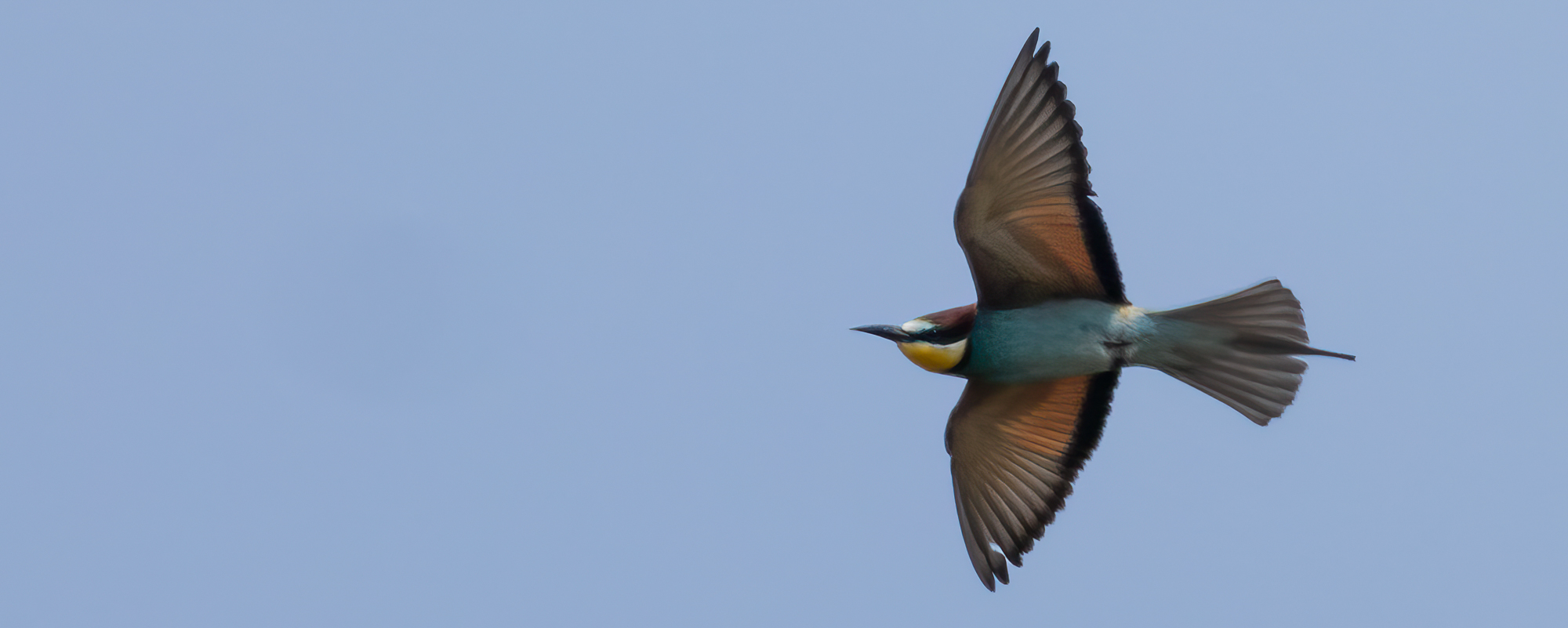 Arbeitskreis Göttinger Ornithologen