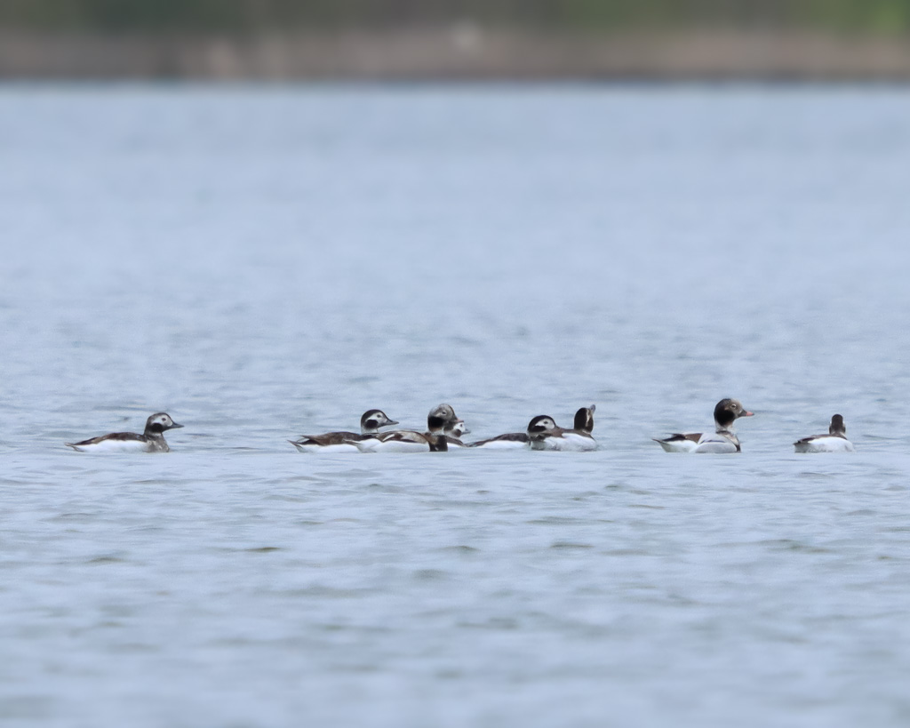 Eisenten auf dem Northeimer Freizeitsee