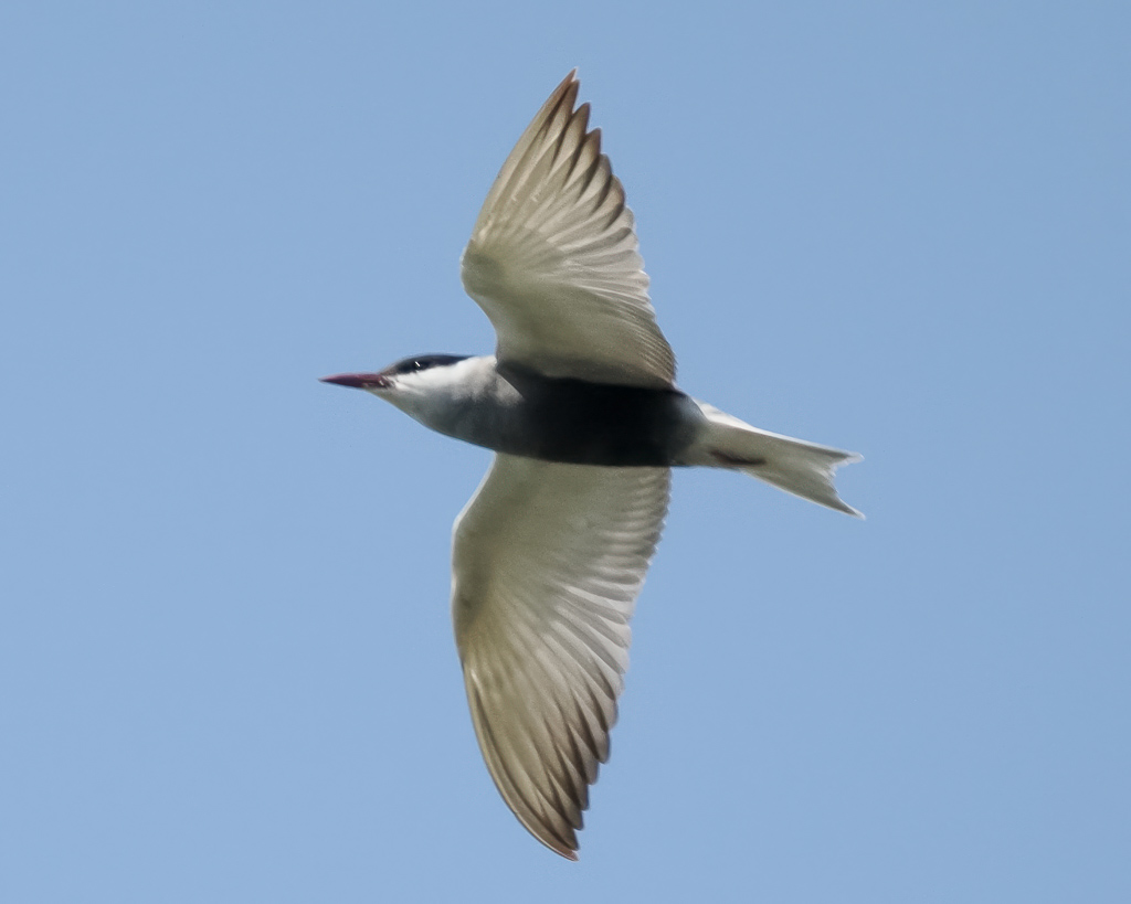 Eine fliegende Weißbartseeschwalbe