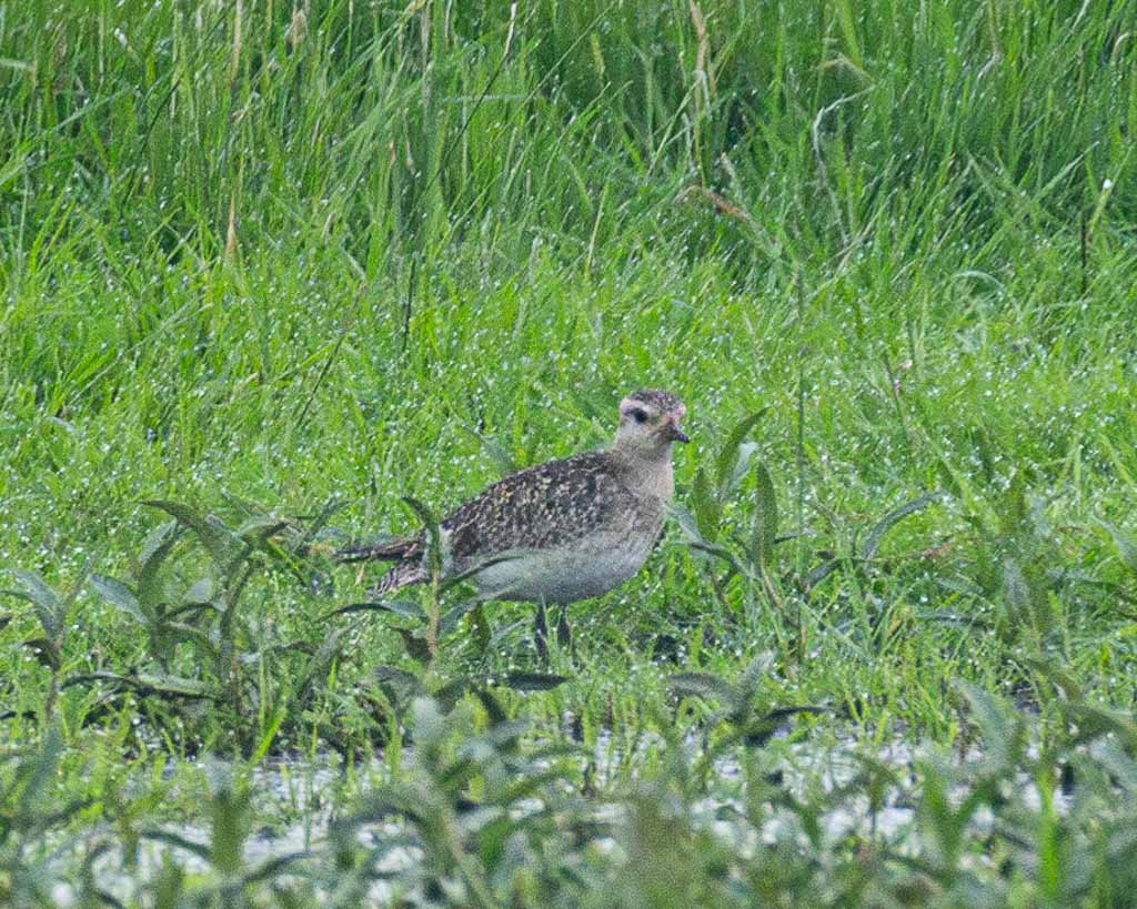 Ein Goldregenpfeifer im Leinepolder Salzderhelden