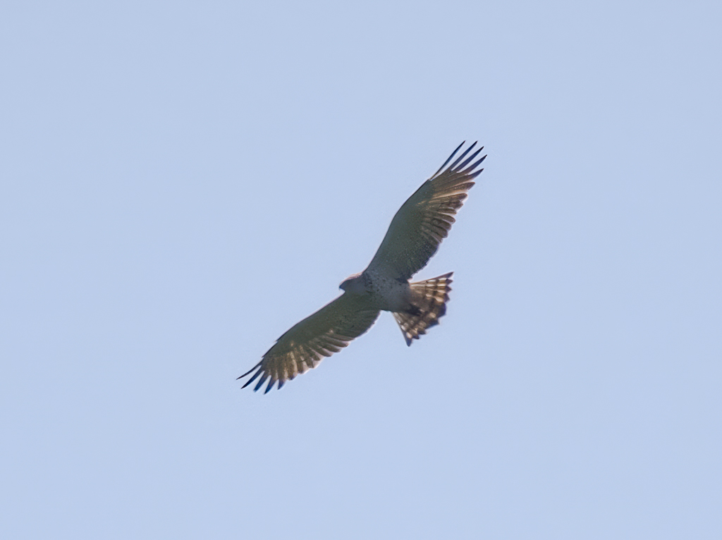 Ein fliegender Schlangenadler