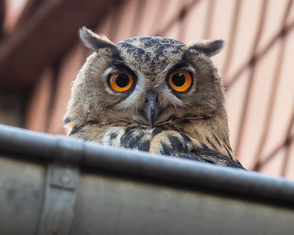 Ein junger Uhu in der Göttinger Innenstadt