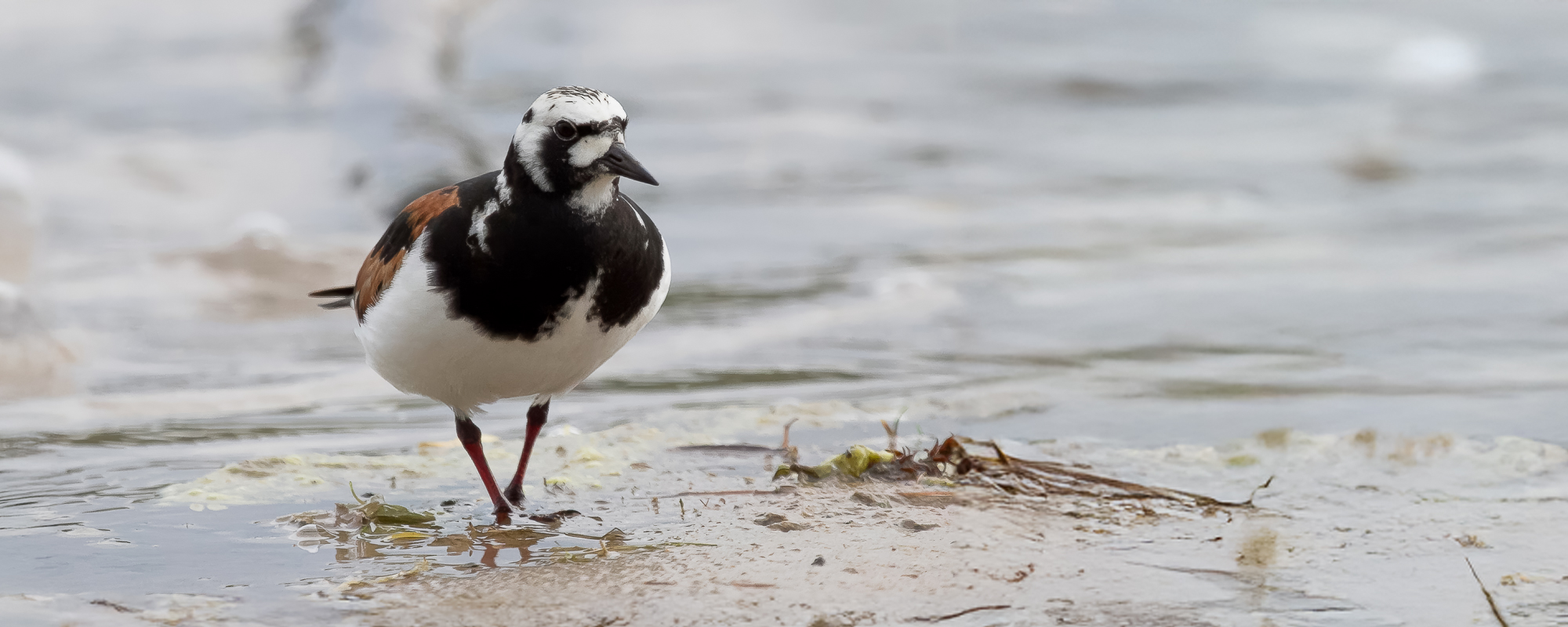 Arbeitskreis Göttinger Ornithologen