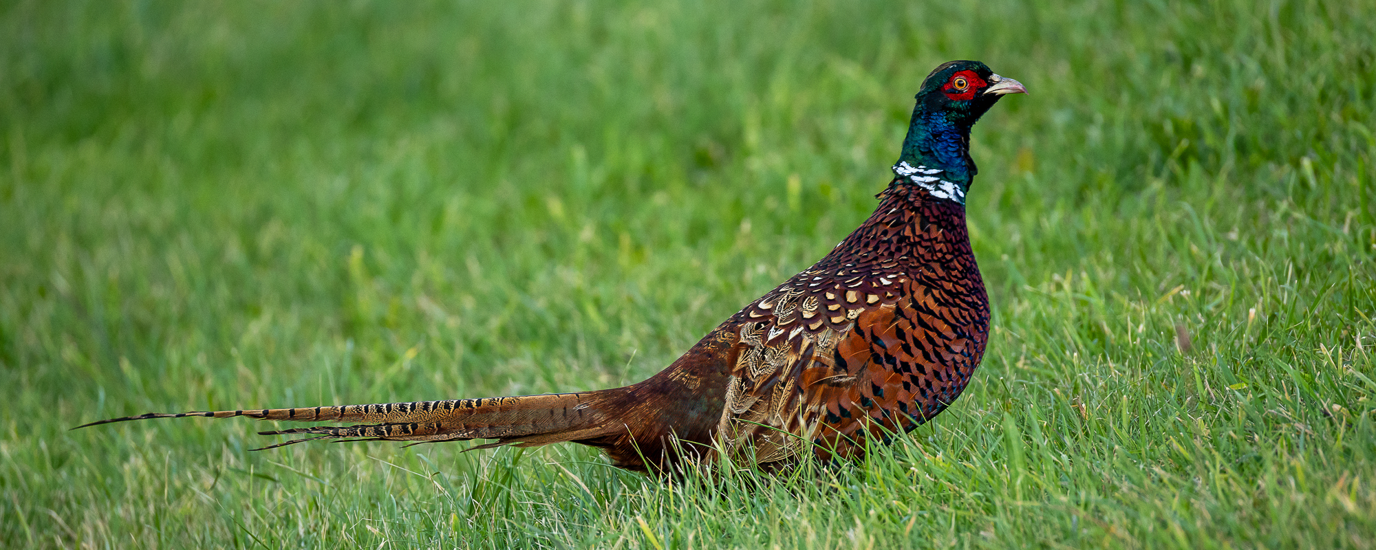 Arbeitskreis Göttinger Ornithologen