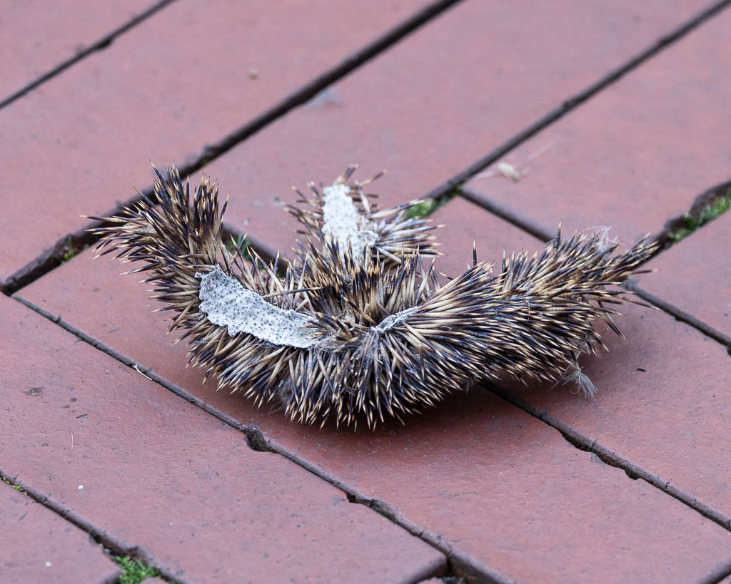 Überbleibsel vom einem Igel