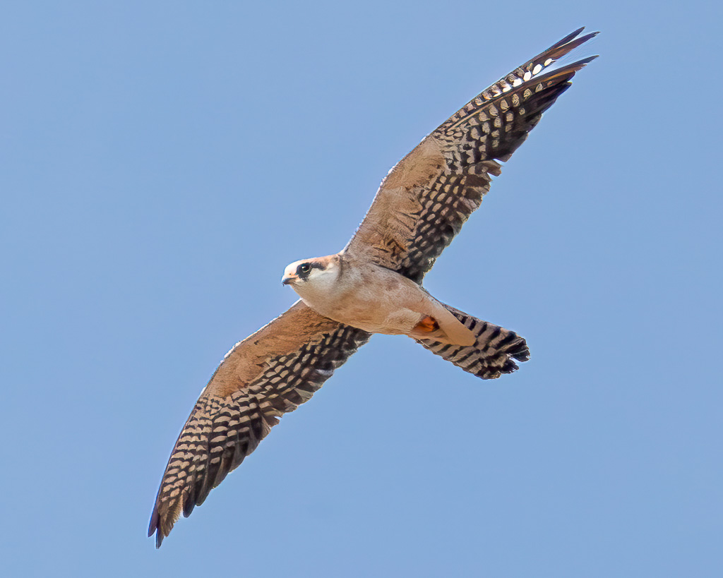 Ein Rotfussfalke bei Reinhausen