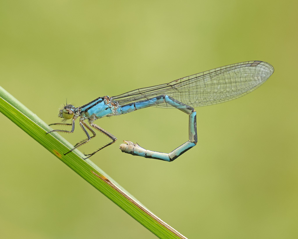 Eine blaue Libelle, eine Gemeine Becherjungfer