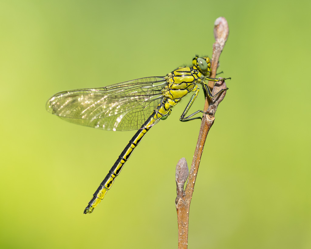 Eine Libelle, eine westliche Keiljungfer