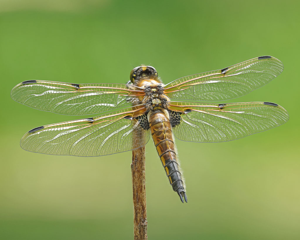 Ein Libelle mit dem Namen Vierfleck