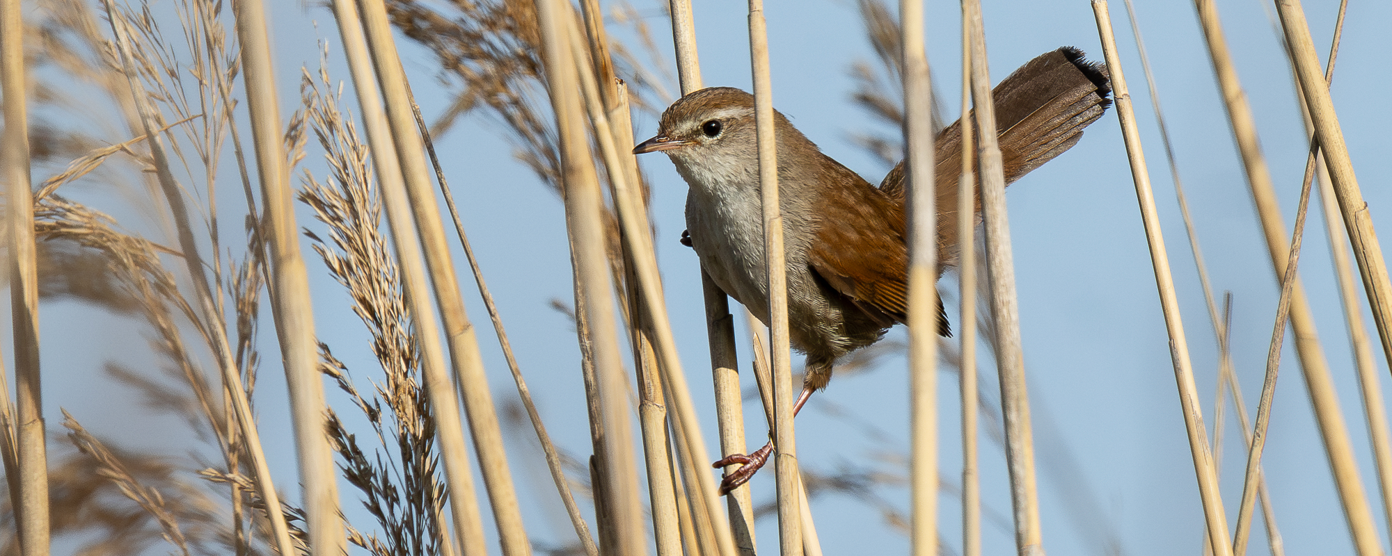 Arbeitskreis Göttinger Ornithologen