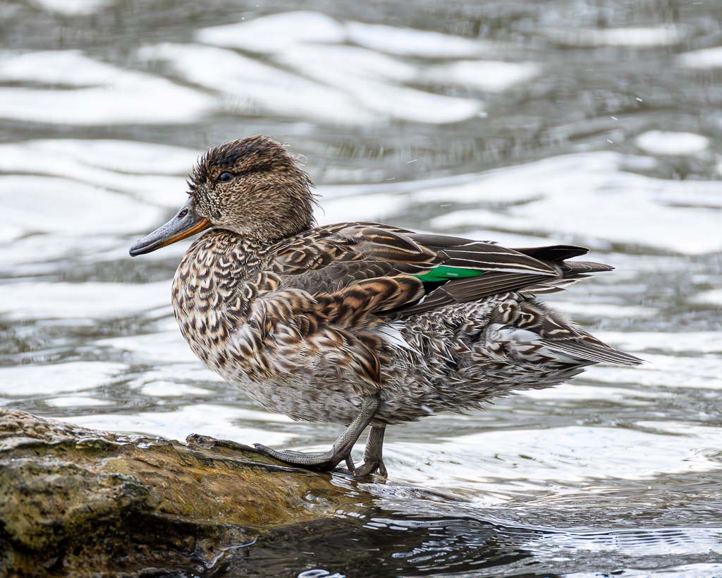 Krickente am Göttinger Kiessee