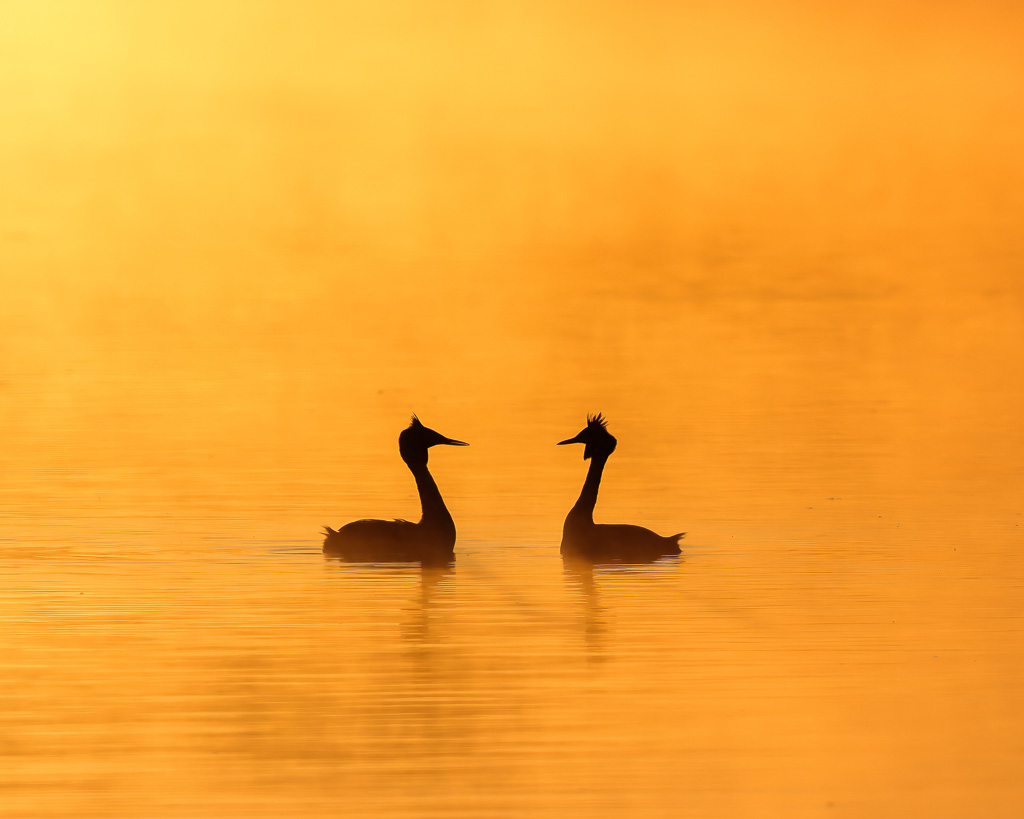 Balzender Haubentaucher auf dem Seeburger See