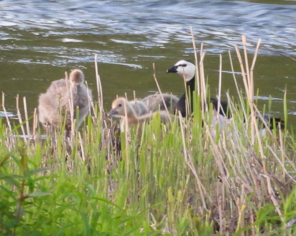 Eine Weißwangengans mit Nachwuchs an der Geschiebesperre Hollenstedt.