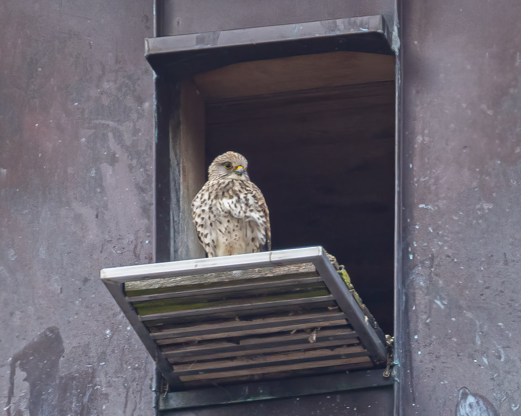 Ein junger Turmfalke auf St. Jocobi
