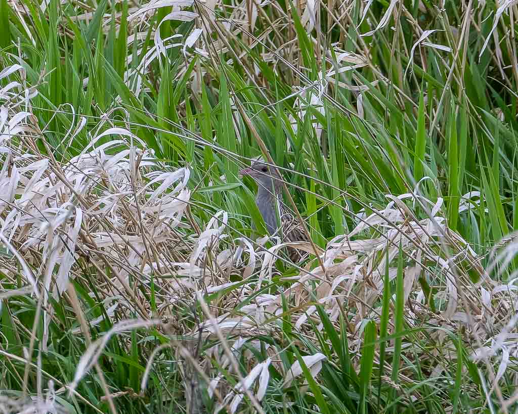 Ein Wachtelkönig im tiefen Gras versteckt.