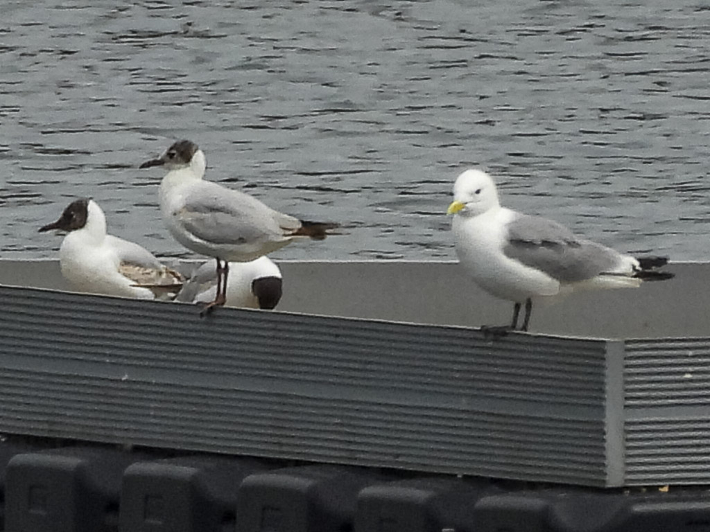 Dreizehenmöwe an den Northeimer Seen