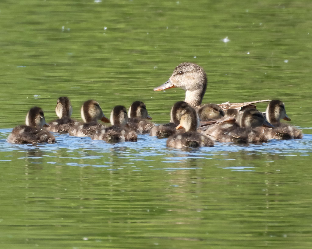 Eine Famile Schnatterenten.