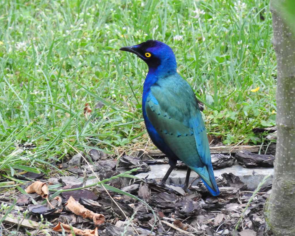 Ein entflogener Purpurglanzstar