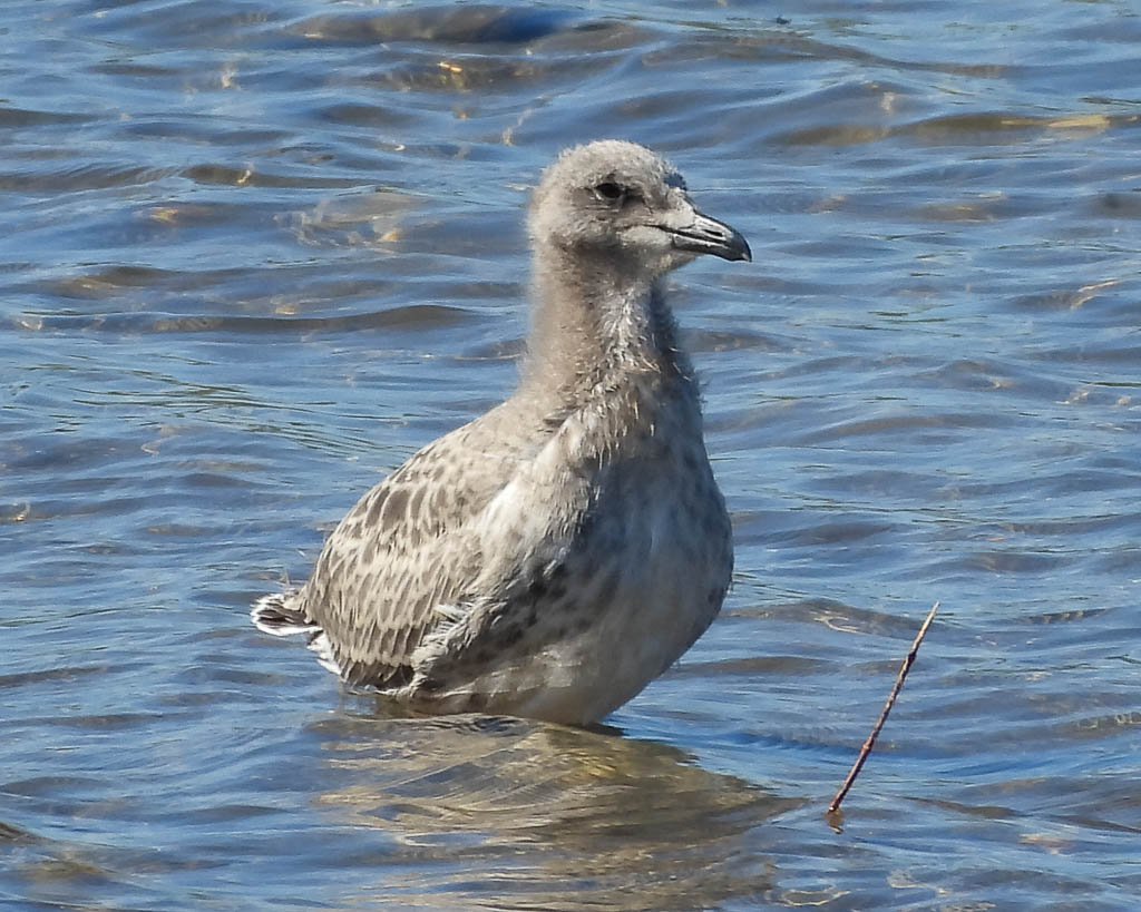 Eine gerade flügge Steppenmöwe.