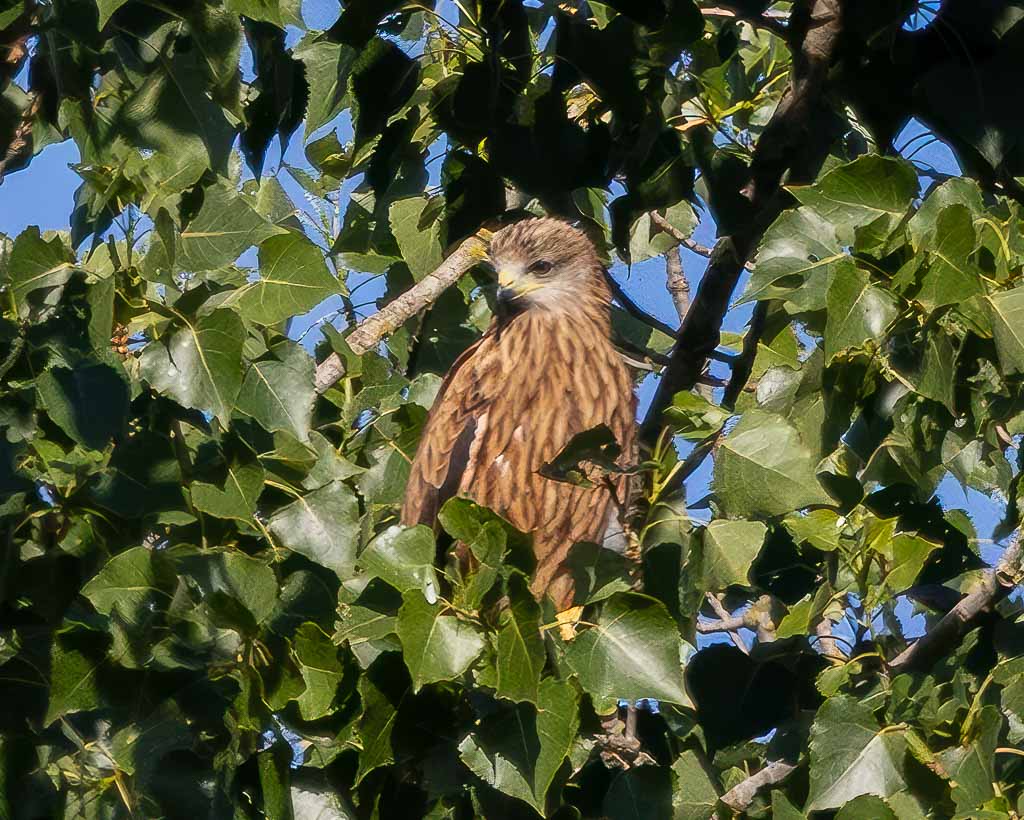 Ein junger Rotmilan sitzt im Blätterwerk.