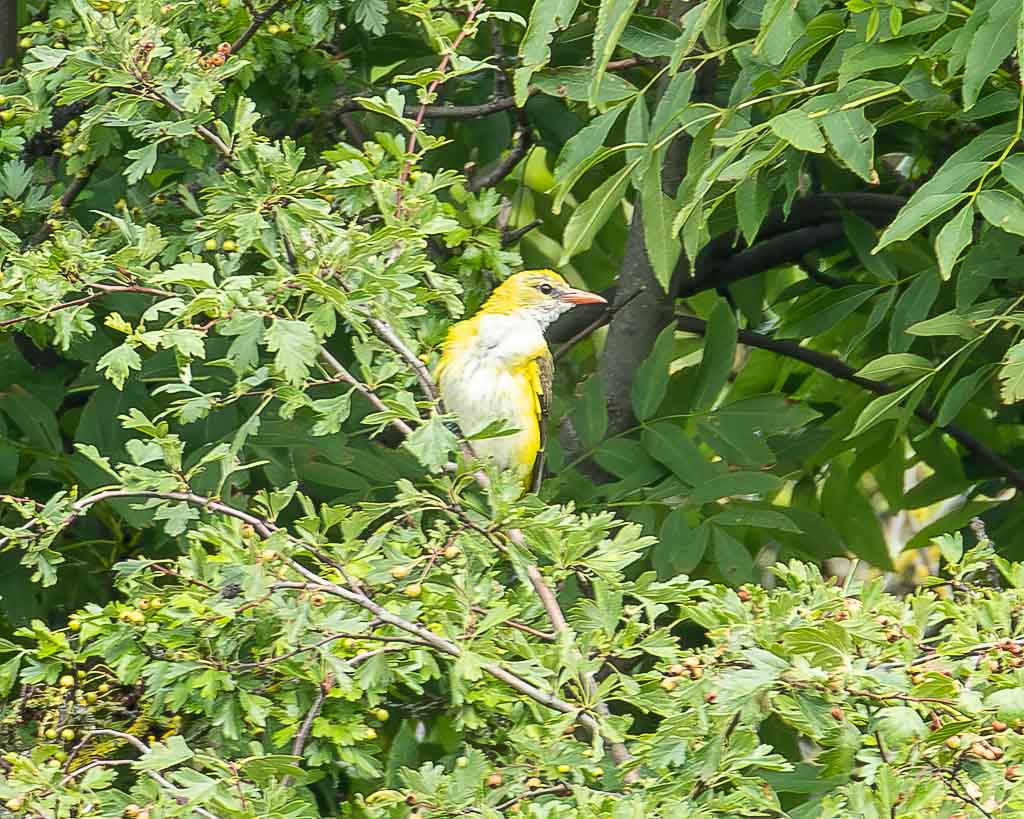 Ein Pirolweibchen ist gut getarnt.