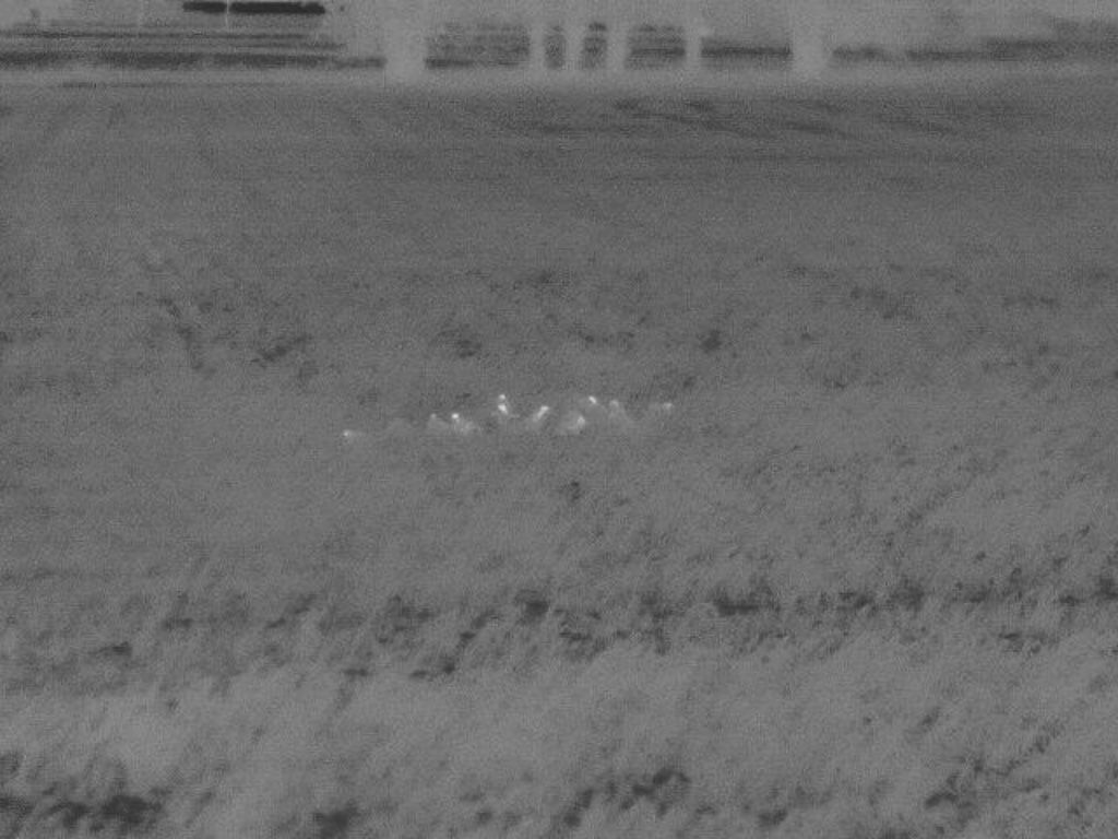 Eine Kette Rebhühner mit IR-Kamera