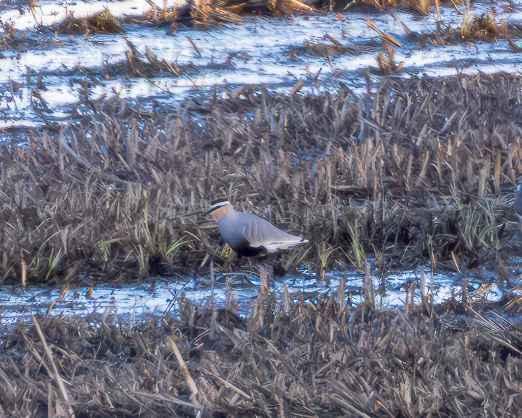 Ein seltener Steppenkiebitz im Leinepolder Salzderhelden.