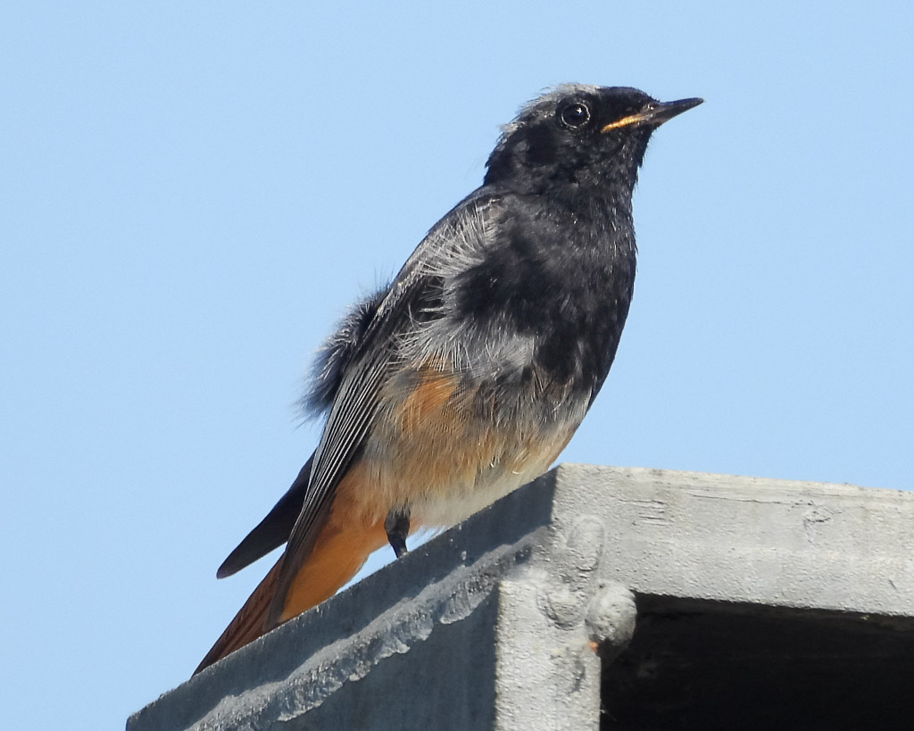 Ein Männchen vom Haus- x Gartenrotschwanz