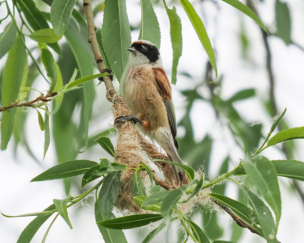 Eine Beutelmeise beim Nestbau.