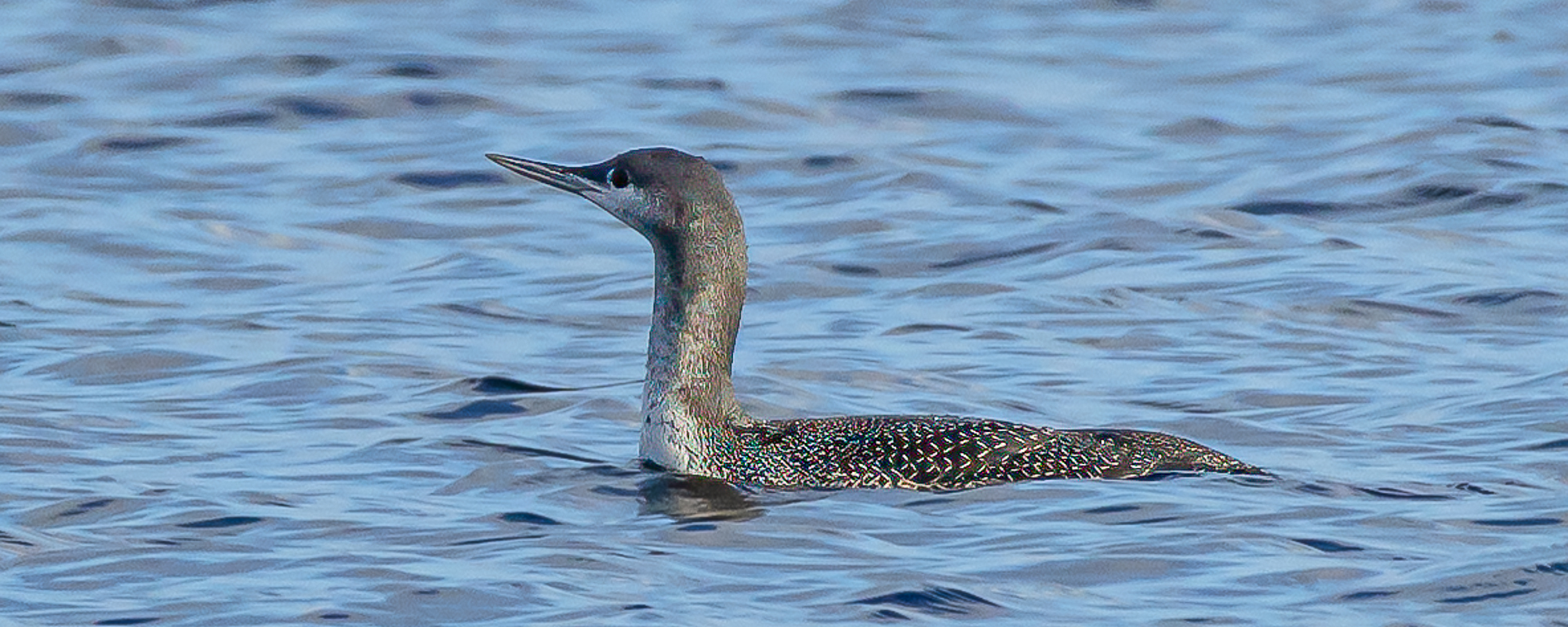 Arbeitskreis Göttinger Ornithologen