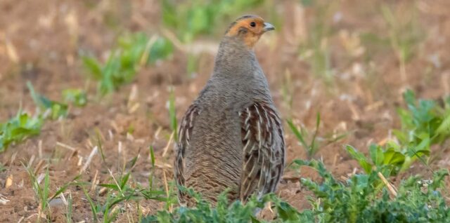 Ein Rebhuhn auf einem Acker