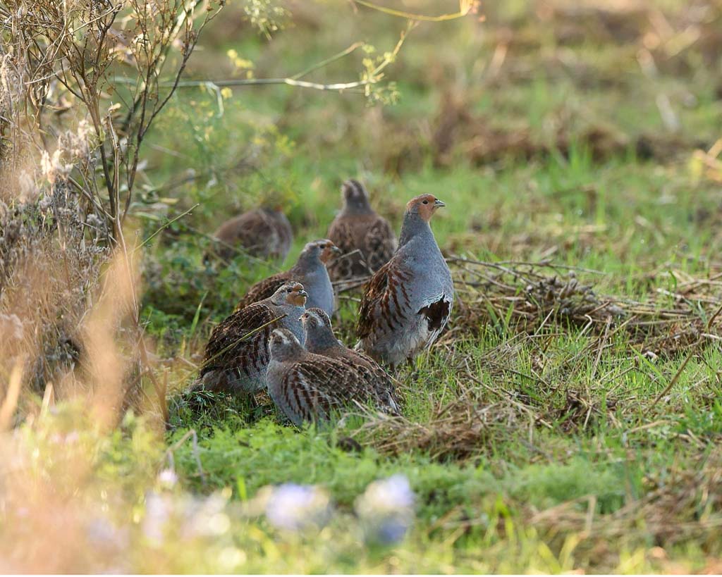 Eine Rebhuhnfamilie