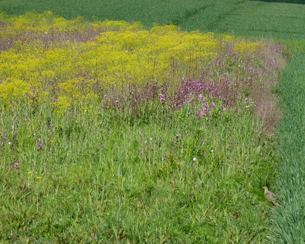 Ein Rebhuhn schaut aus einer Blühfläche heraus. 