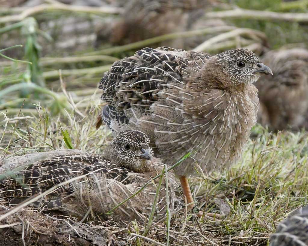 Mehrere Rebhuhnküken