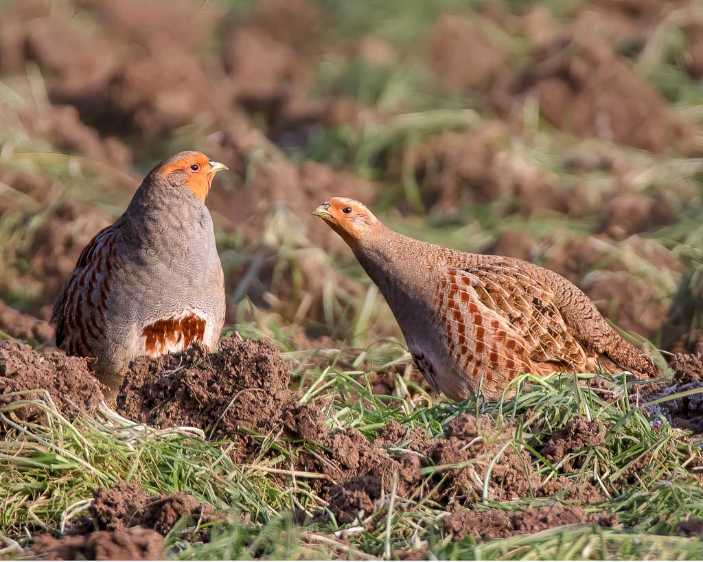 Ein balzendes Paar Rebhühner. 