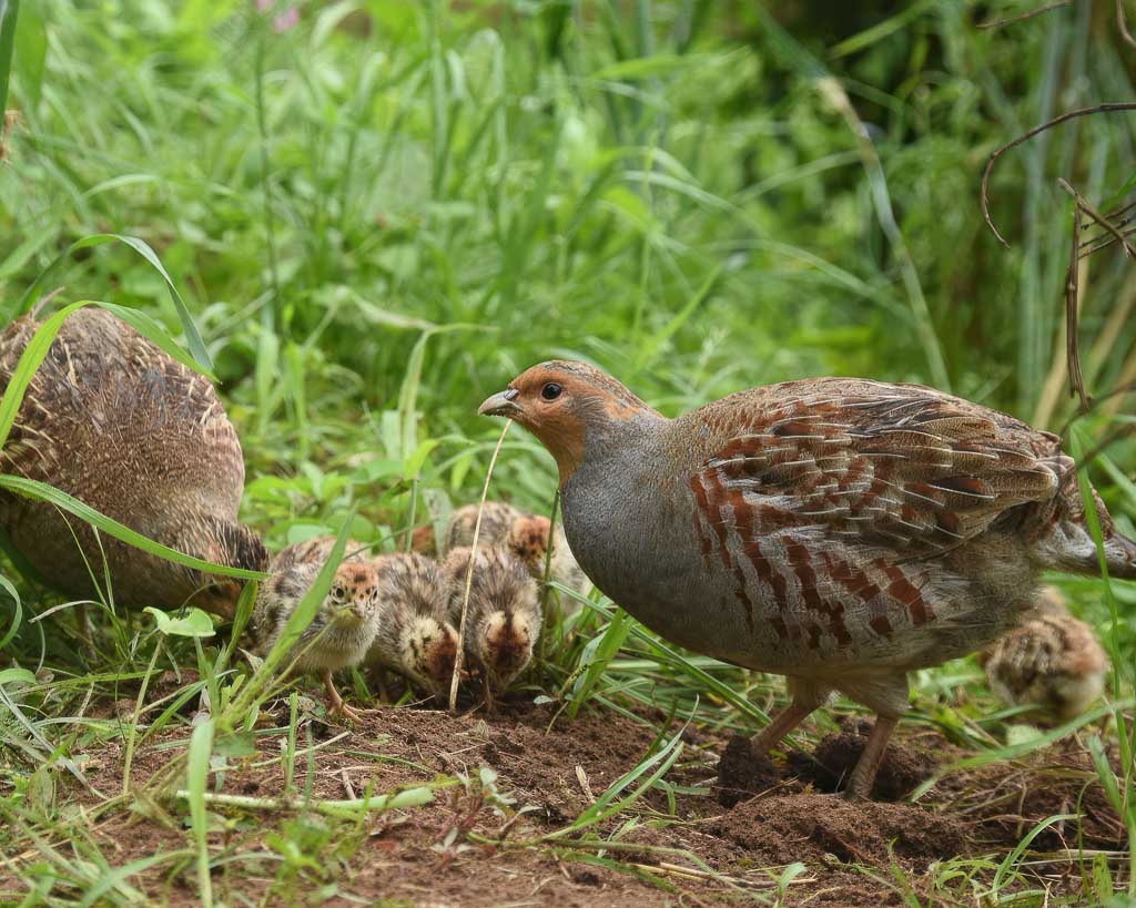 Eine Familie Rebhühner