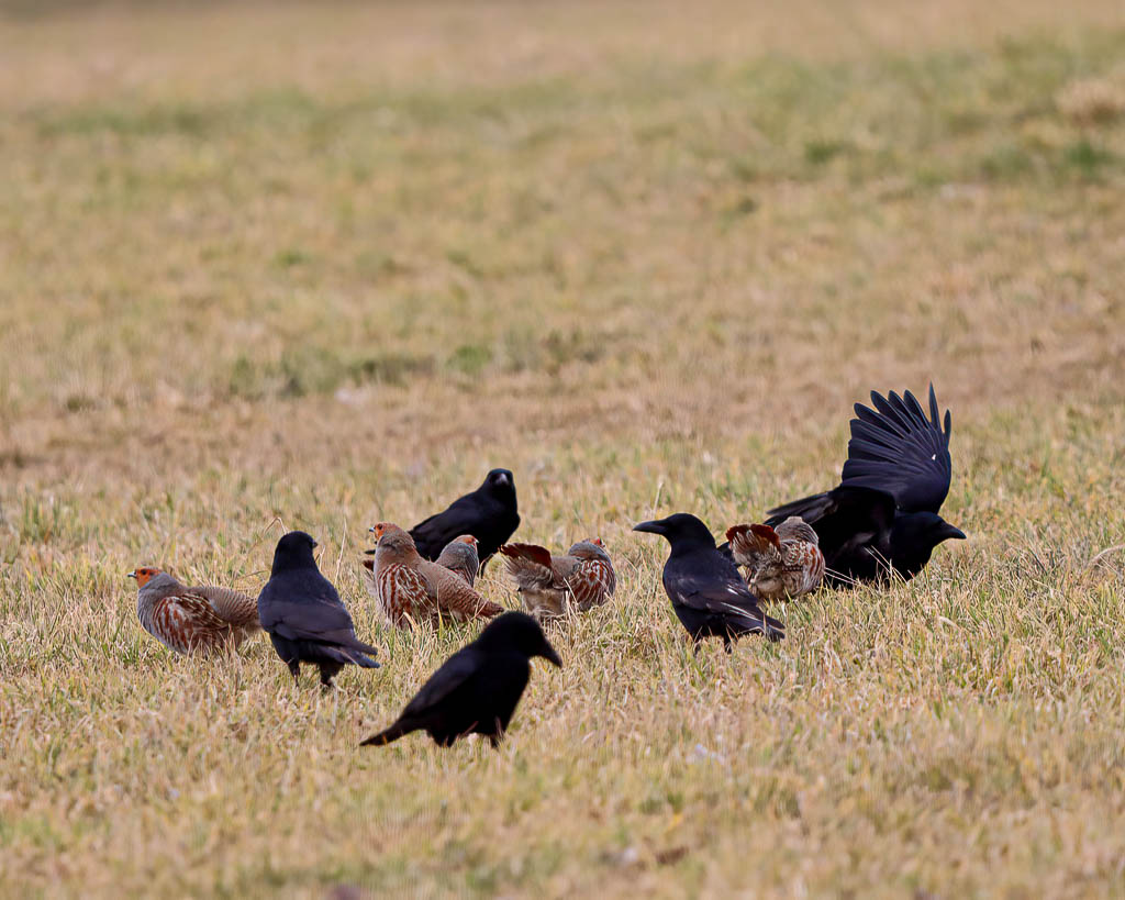 Rebhühner und Krähen im Süden der Stadt Göttingen