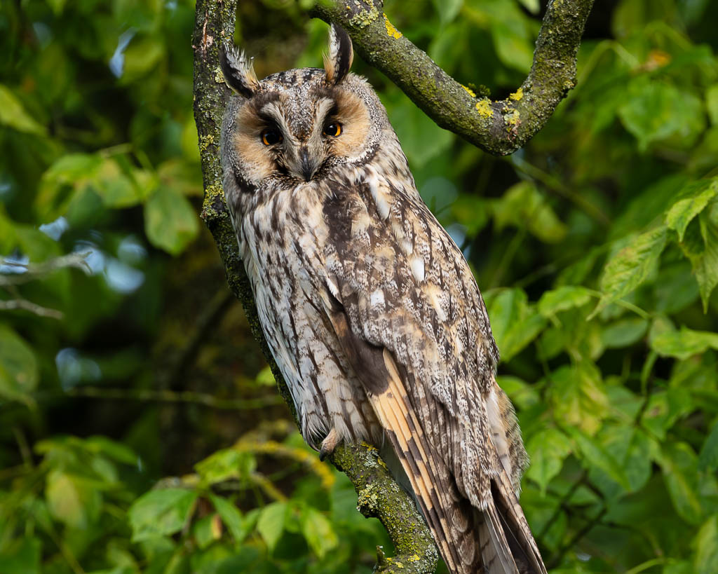 Eine Waldohreule bewacht ihren Nachwuchs