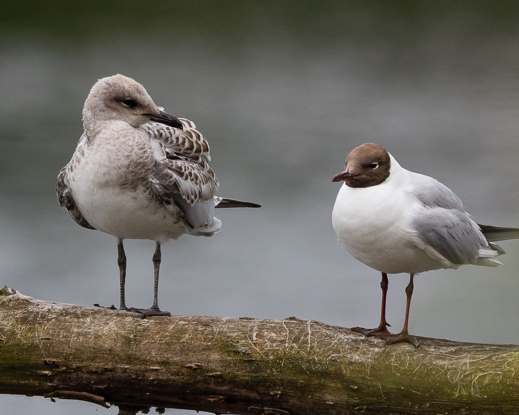 Eine Schwarzkopfmöwe neben einer Lachmöwe