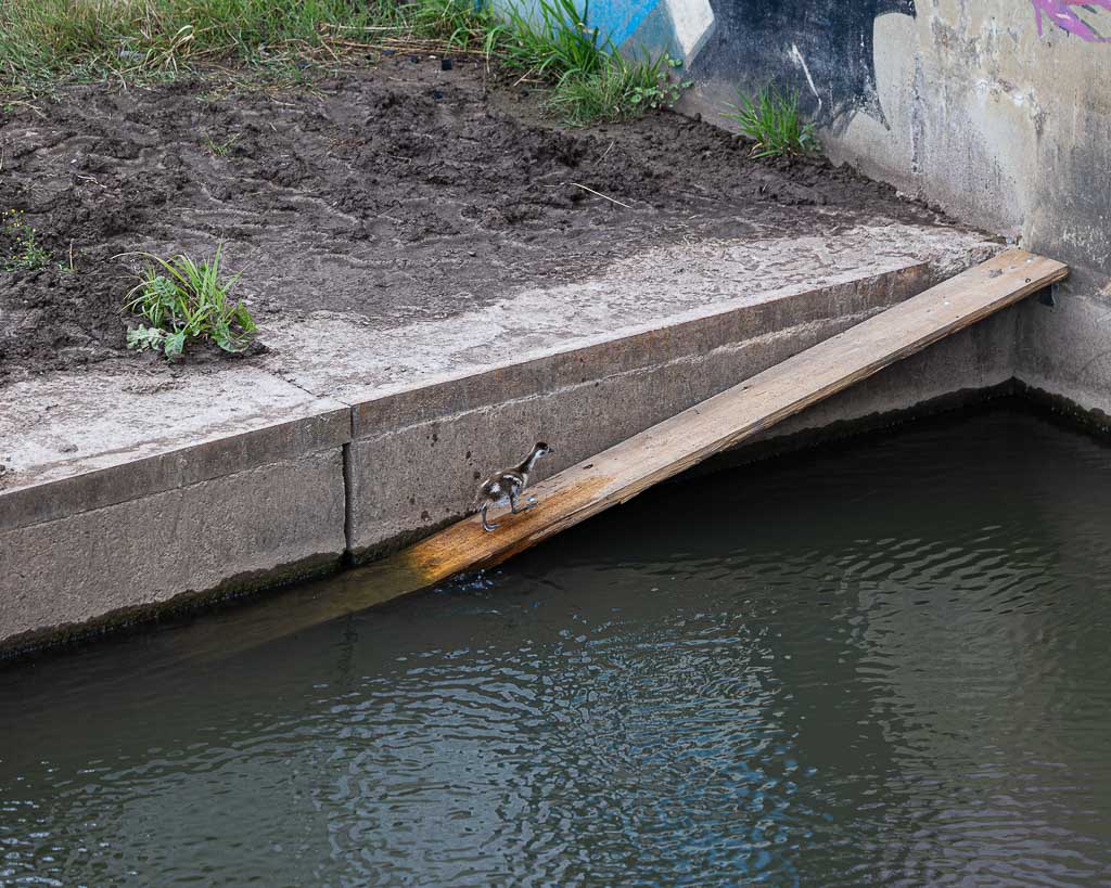 Ein Nilgansküken am Flüthewehr bei Göttingen