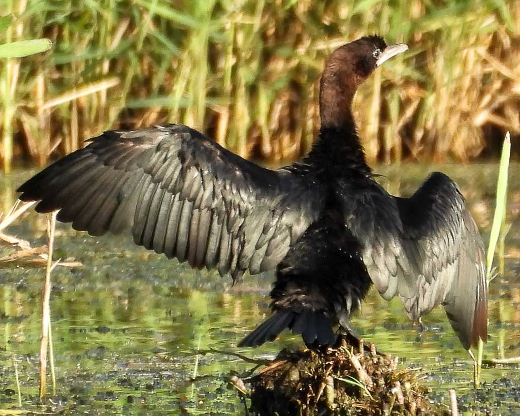 Eine Zwergscharbe am Seeburger See, die ihre Federn trocknet