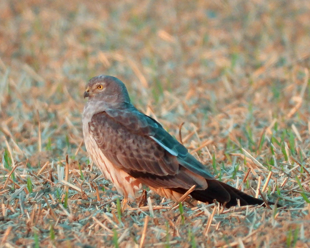 Eine männliche Wiesenweihe sitzt auf einer Wiese