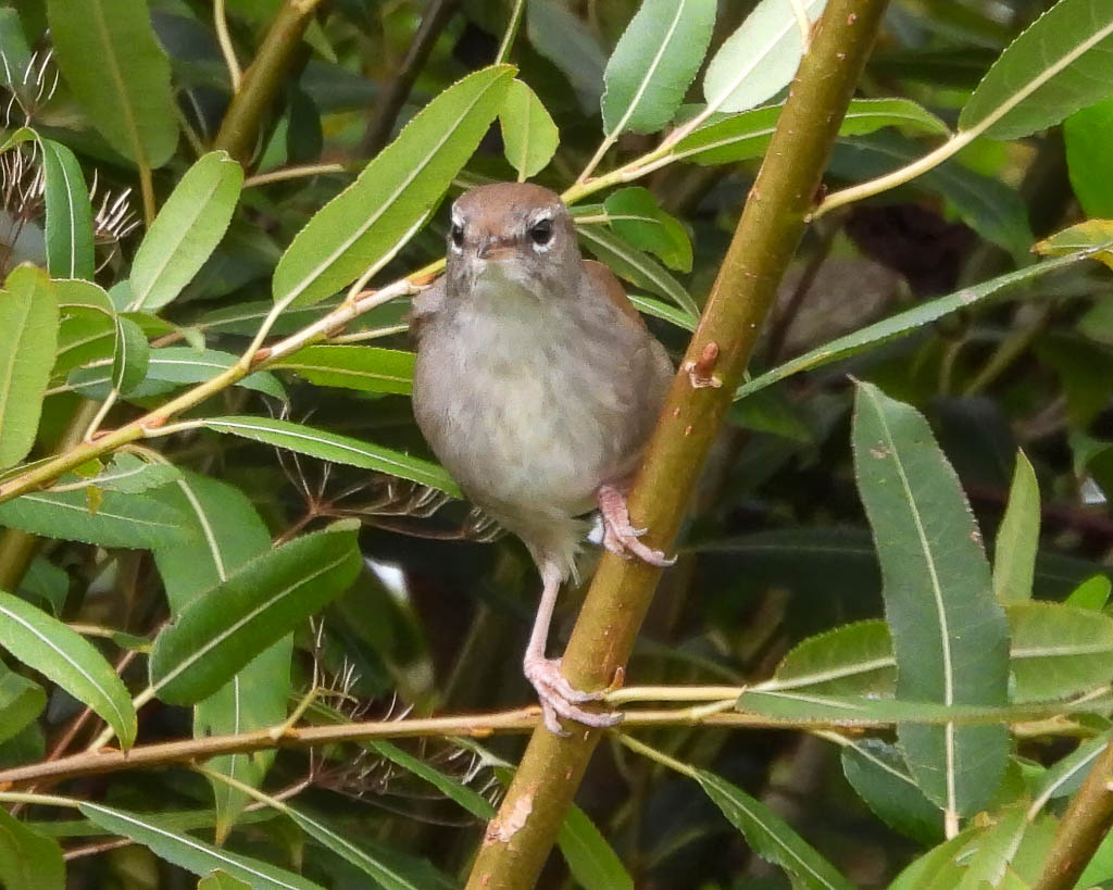 Ein seltener Seidensänger