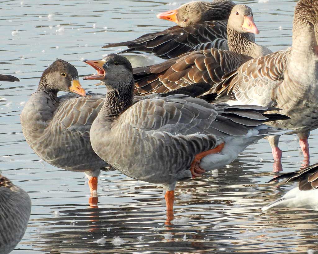 Zwei Hybride zwischen Grau und Streifengans