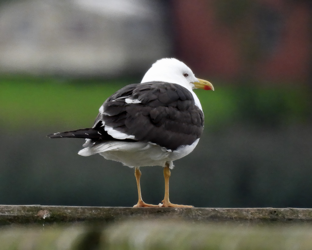 Eine ganz besondere Möwe ist die Baltische Heringsmöwe